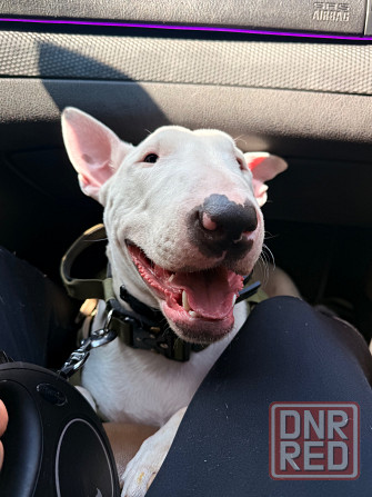 Бультерьер в добрые руки Донецк - изображение 3