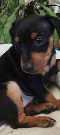 Лудший подарок под тёлочку! Щенки цвергпинчера! Донецк