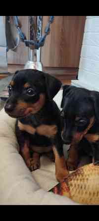 Лудший подарок под тёлочку! Щенки цвергпинчера! Донецк