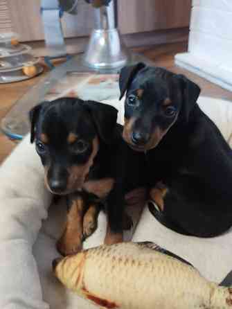 Лудший подарок под тёлочку! Щенки цвергпинчера! Донецк