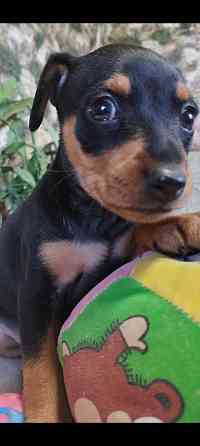 Лудший подарок под тёлочку! Щенки цвергпинчера! Донецк