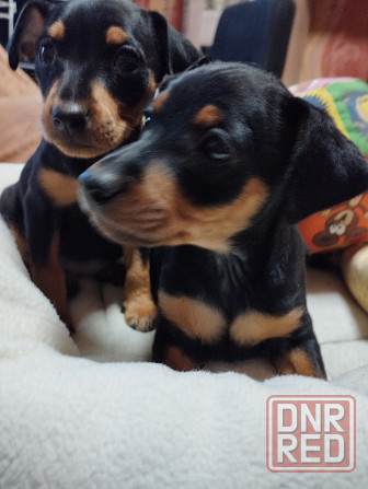 Лудший подарок под тёлочку! Щенки цвергпинчера! Донецк - изображение 3