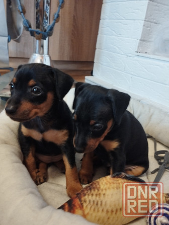 Лудший подарок под тёлочку! Щенки цвергпинчера! Донецк - изображение 4