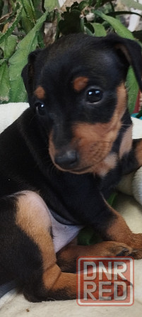 Лудший подарок под тёлочку! Щенки цвергпинчера! Донецк - изображение 2