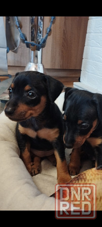 Лудший подарок под тёлочку! Щенки цвергпинчера! Донецк - изображение 6