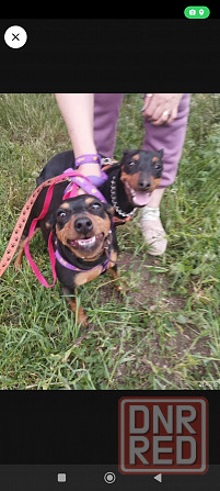 Лудший подарок под тёлочку! Щенки цвергпинчера! Донецк - изображение 8