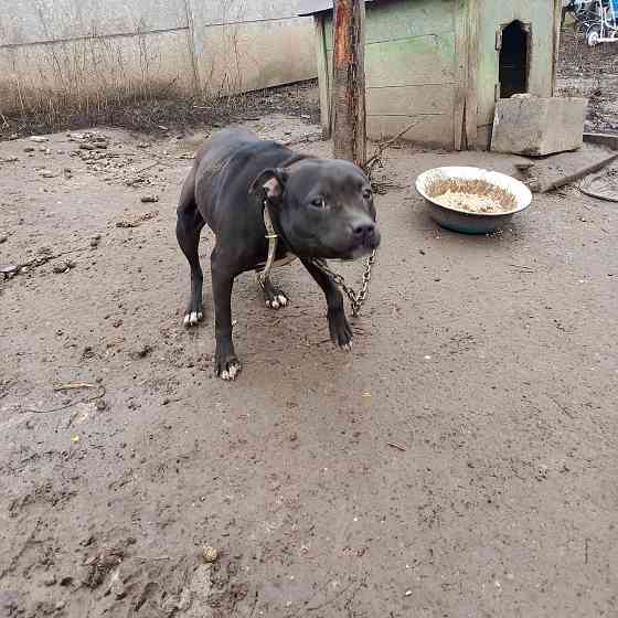 Отдам собачку относительно щенок американский Питбуль терьер Донецк