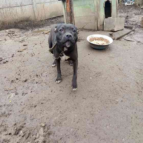 Отдам собачку относительно щенок американский Питбуль терьер Донецк