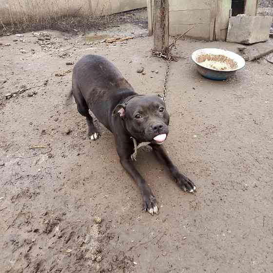Отдам собачку относительно щенок американский Питбуль терьер Донецк