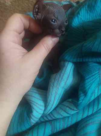 Канадский сфинкс мальчики Донецк