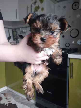 Щенок мини-йорка Макеевка