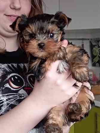 Щенок мини-йорка Макеевка