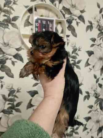 Щенок мини-йорка Макеевка