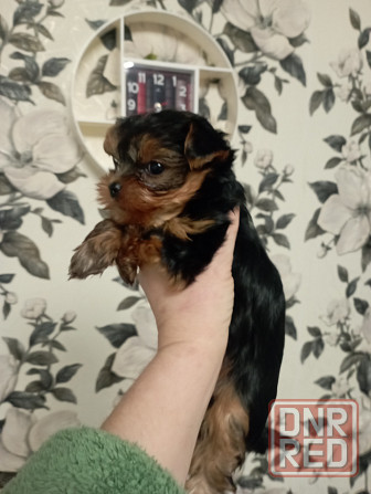 Щенок мини-йорка Макеевка - изображение 1