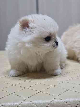 Щенок шпиц Донецк