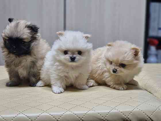 Щенок шпиц Донецк