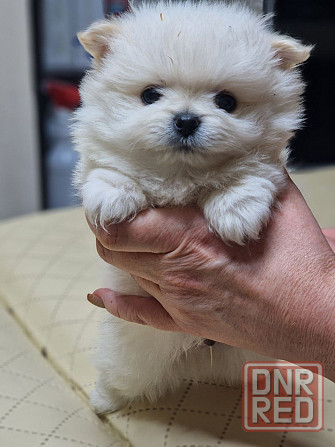 Щенок шпиц Донецк - изображение 2