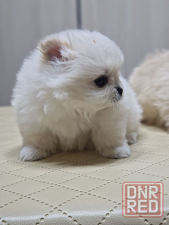 Щенок шпиц Донецк - изображение 1