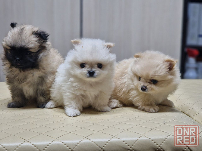 Щенок шпиц Донецк - изображение 3