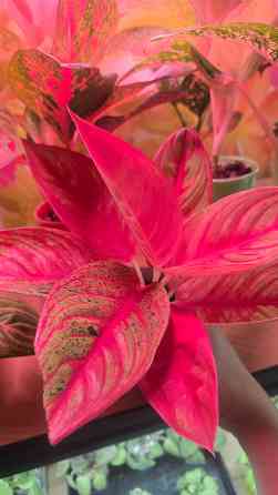 Аглаонема Донецк