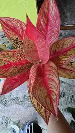 Аглаонема Донецк