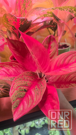 Аглаонема Донецк - изображение 1