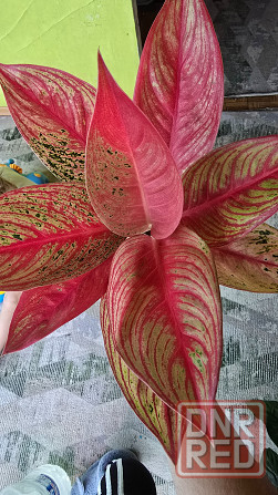 Аглаонема Донецк - изображение 2