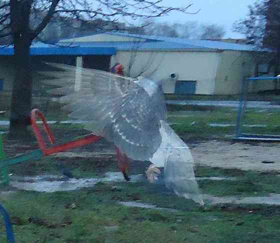 "Пусть" не опаздывает "Фрукты" Донецк