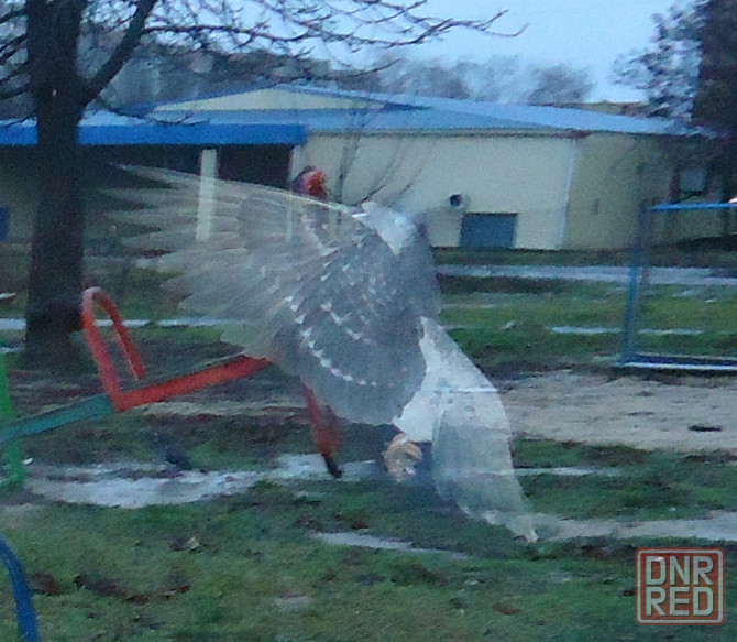 "Пусть" не опаздывает "Фрукты" Донецк - изображение 1