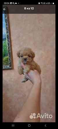 Мальтипу ф1 Донецк