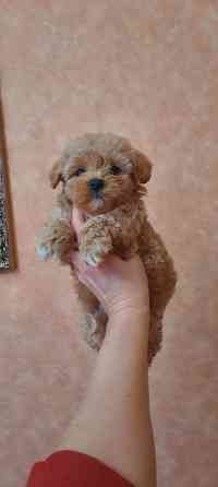 Мальтипу ф1 Донецк