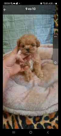 Мальтипу ф1 Донецк