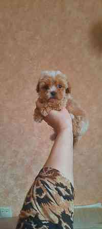 Мальтипу ф1 Донецк