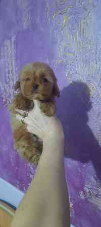 Мальтипу ф1 Донецк