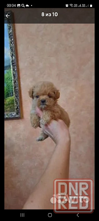 Мальтипу ф1 Донецк - изображение 4