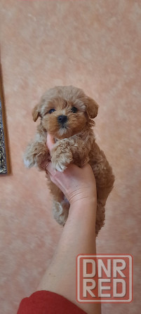 Мальтипу ф1 Донецк - изображение 4