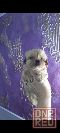 Мальтипу ф1 Донецк - изображение 6