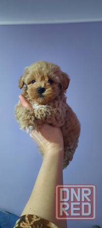 Мальтипу ф1 Донецк - изображение 3