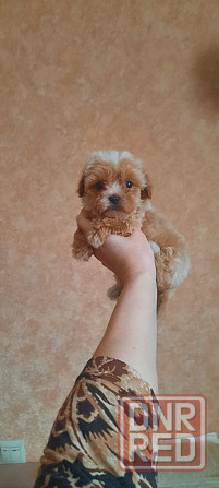 Мальтипу ф1 Донецк - изображение 5