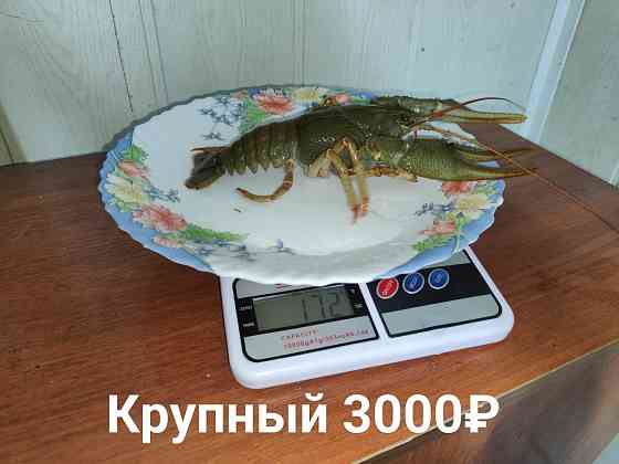 Раки свежие живые Донецк