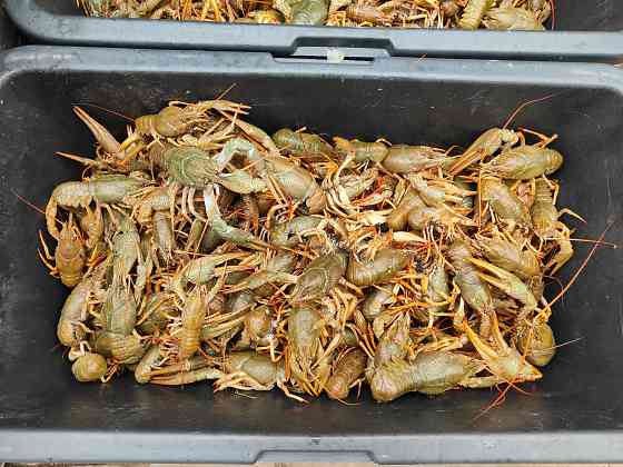 Раки свежие живые Донецк