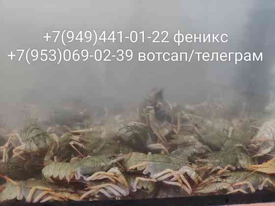 Раки свежие живые Донецк