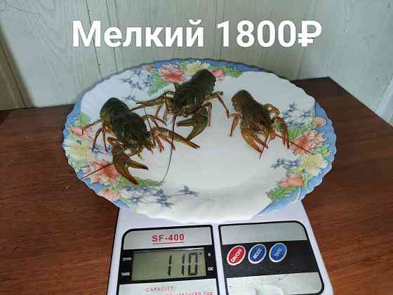 Раки свежие живые Донецк