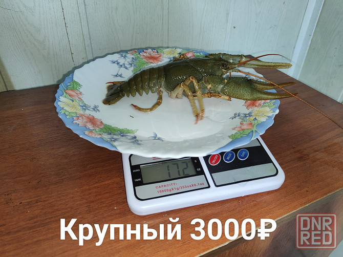 Раки свежие живые Донецк - изображение 7