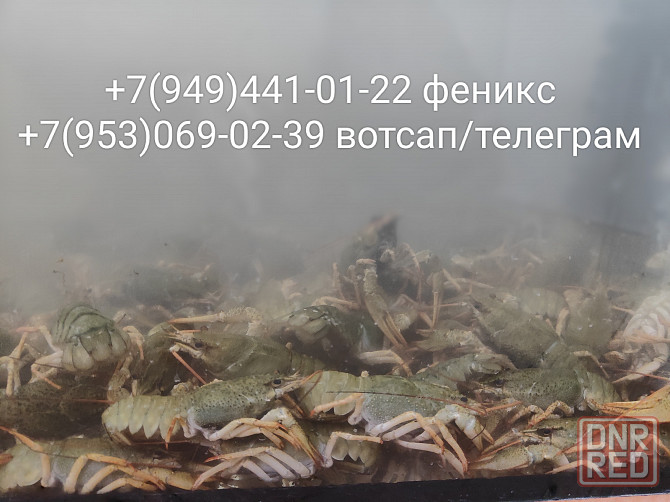 Раки свежие живые Донецк - изображение 8