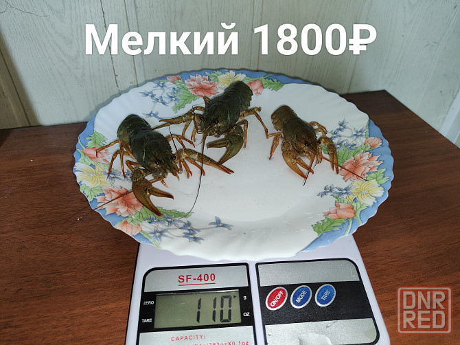 Раки свежие живые Донецк - изображение 5