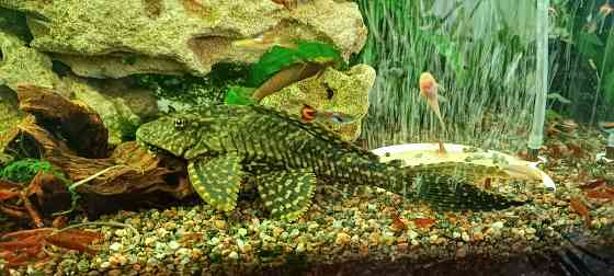 Продам 2 сомика Анциструс Донецк