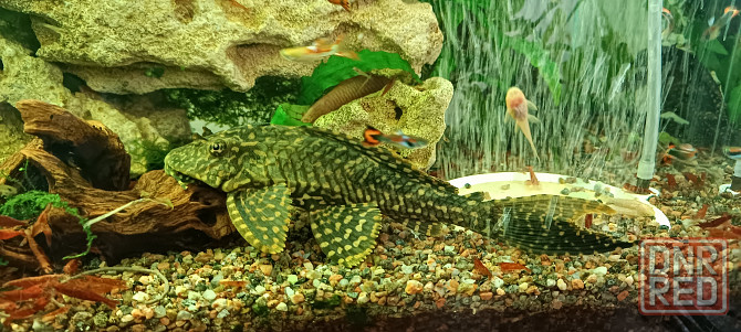 Продам 2 сомика Анциструс Донецк - изображение 1