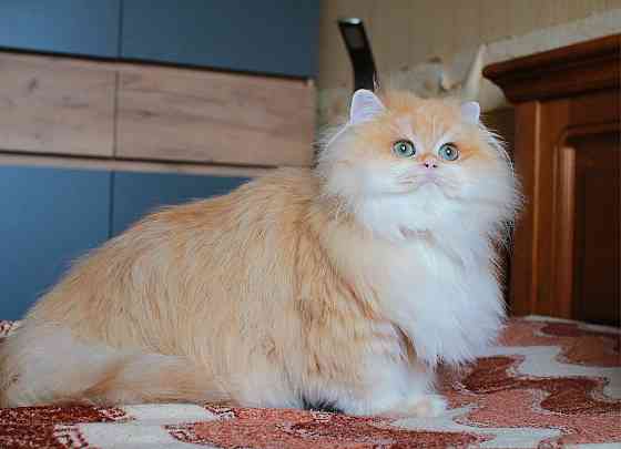 Британская длинношёрстная Золотая Шиншилла, кастрат Макеевка