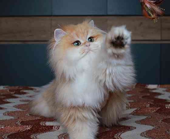 Британская длинношёрстная Золотая Шиншилла, кастрат Макеевка